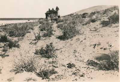 Birdsville track